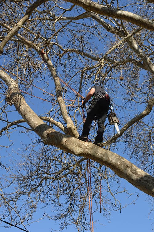 Tree Service