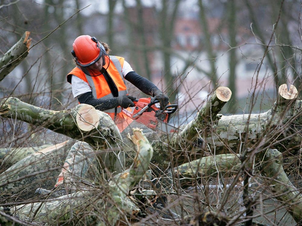 Tree Removal project example 1