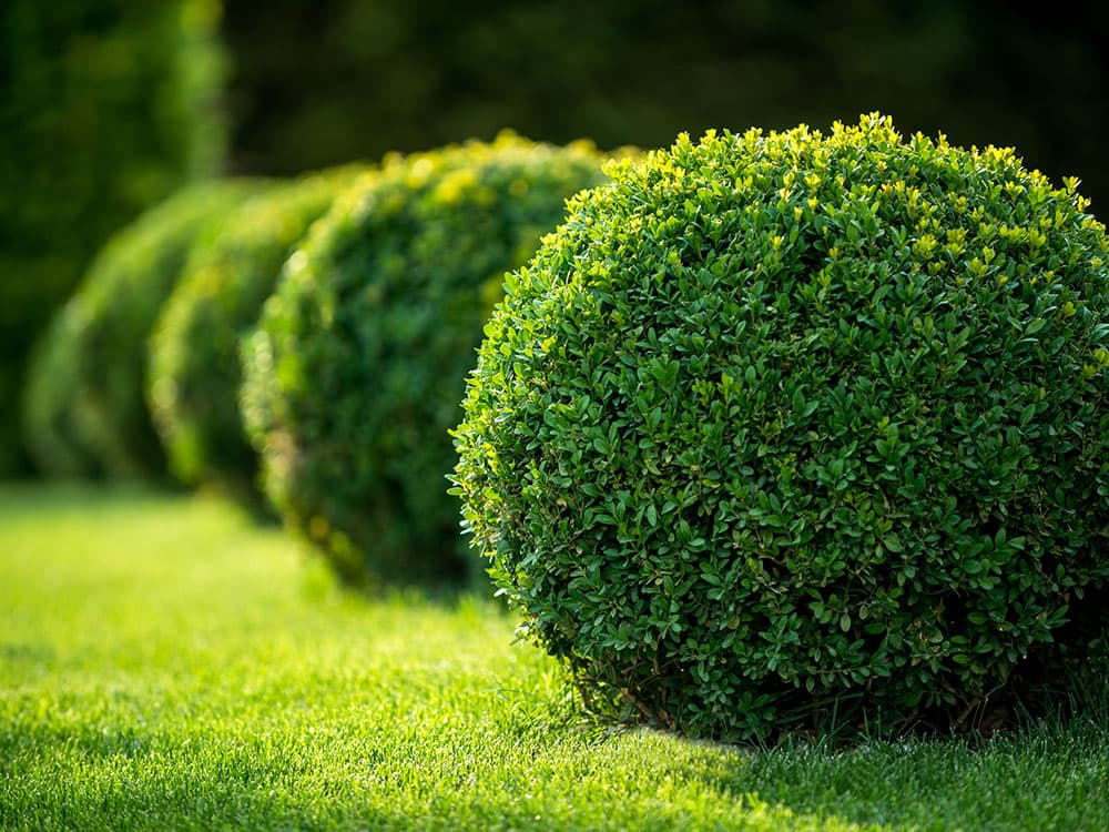Mulching by A Cut Above Lawn Care Inc
